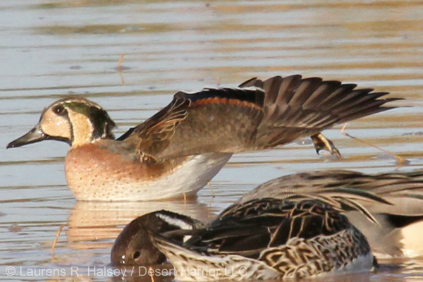Baikal Teal