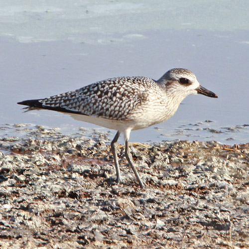 Black-bellied Plover