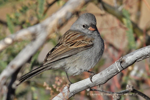 Black-chinned Sparrow
