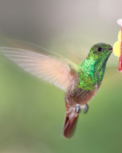 male Berylline Hummingbird