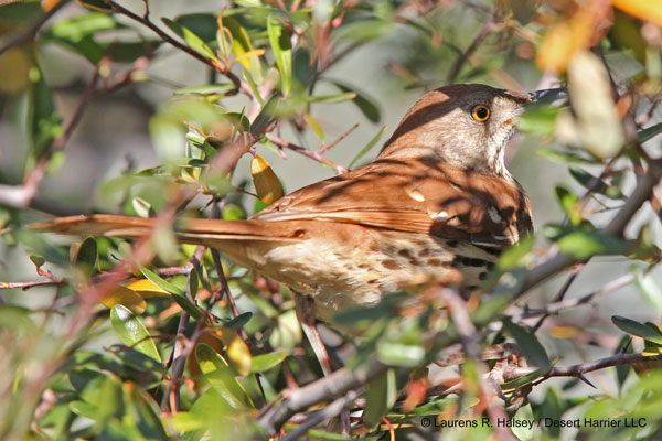 Brown Thrasher
