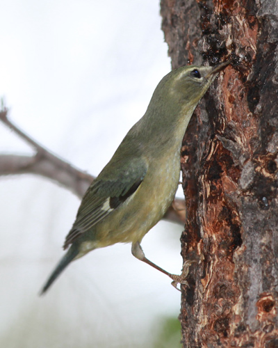 Black-throated Blue Warbler-female