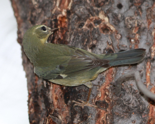 Black-throated Blue Warbler-female