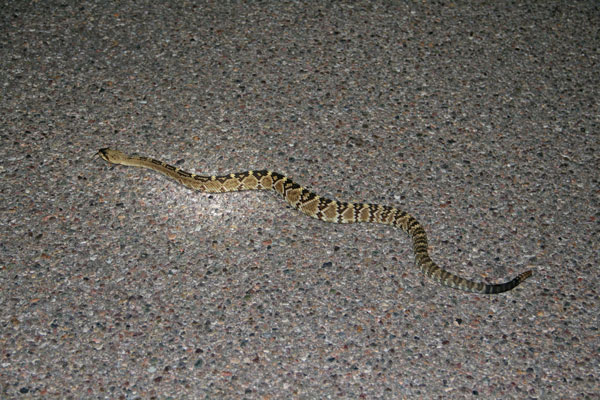 Black-tailed Rattlesnake