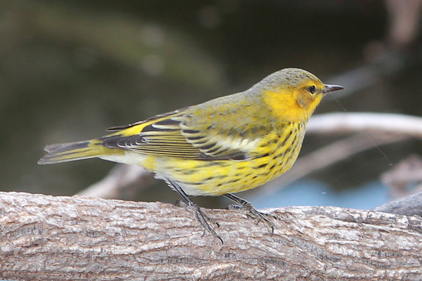 Cape May Warbler