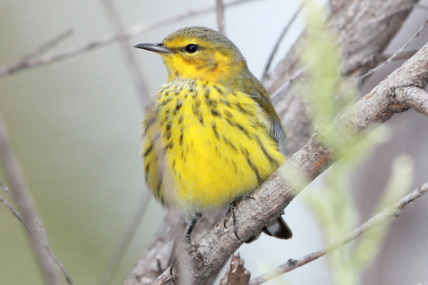 Cape May Warbler