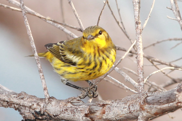 Cape May Warbler