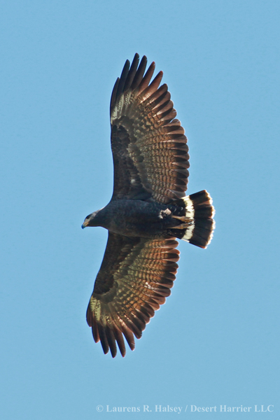 Common Black-Hawk