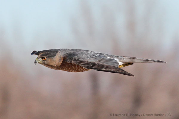 Cooper's Hawk