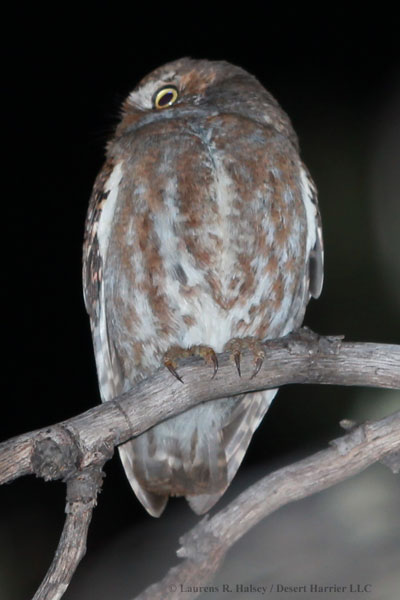 Elf Owl