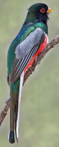 Elegant Trogon