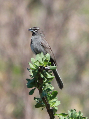 Five-striped sparrow