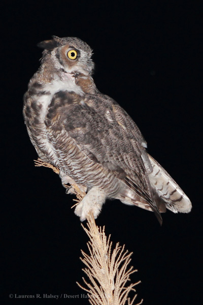Great Horned Owl