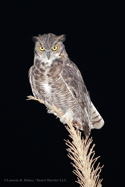 Great Horned Owl