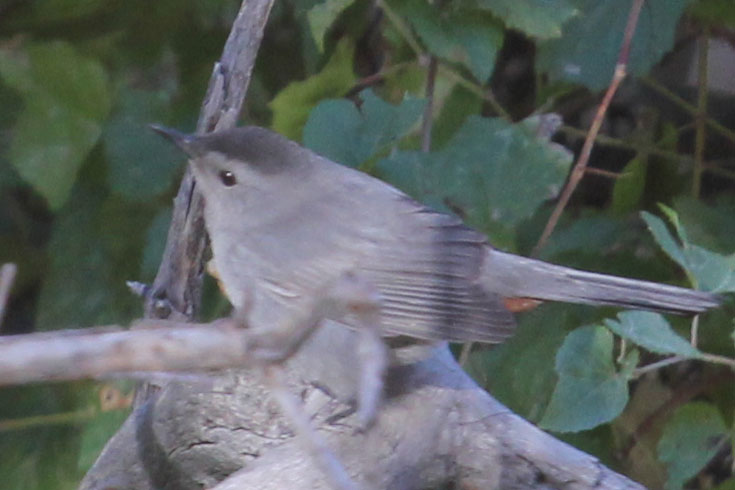 Gray Catbird