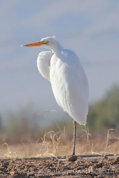 Great Egret