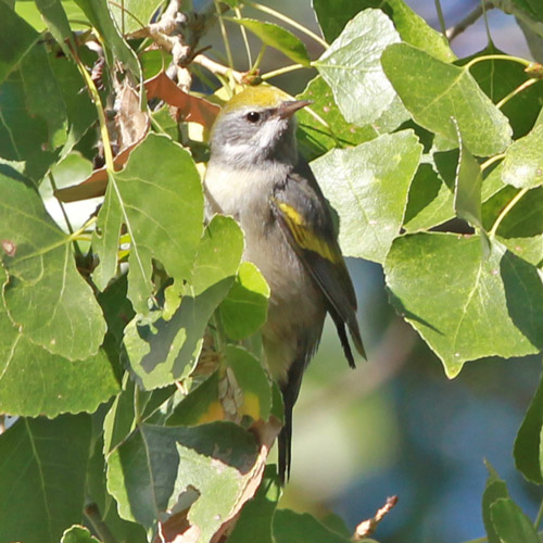 Golden-winged Warbler