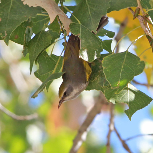 Golden-winged Warbler