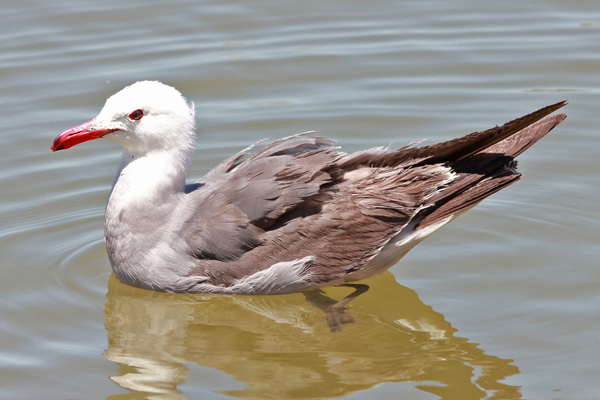 Heermann's Gull