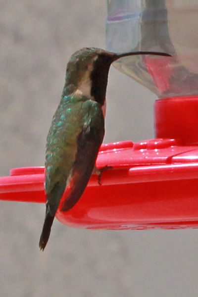 Lucifer Hummingbird