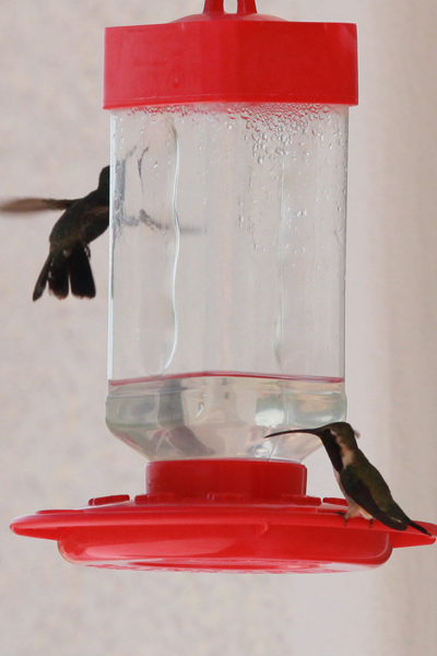 Lucifer Hummingbird