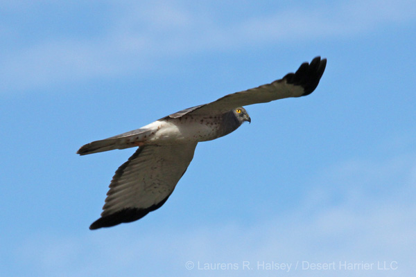 Northern Harrier-male