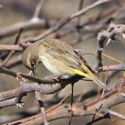 Palm Warbler
