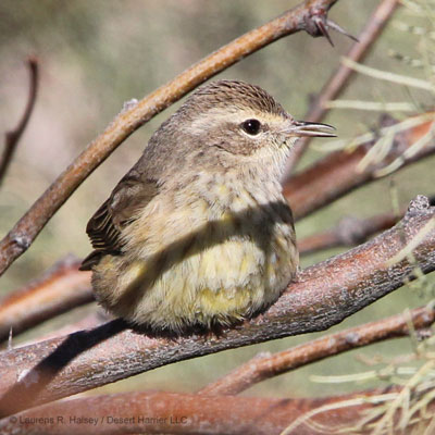 Palm Warbler
