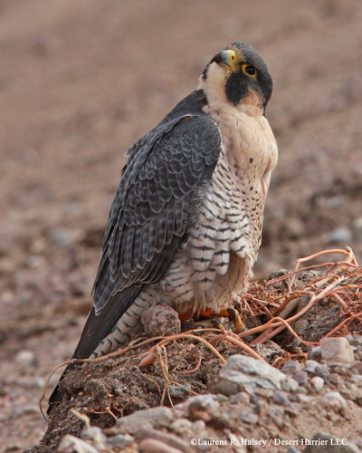 Peregrine Falcon