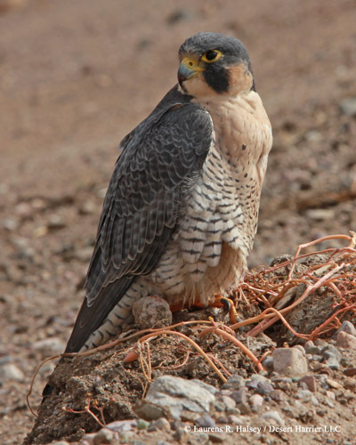 Peregrine Falcon