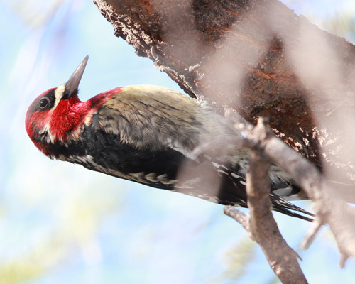 Red-breasted Sapsucker