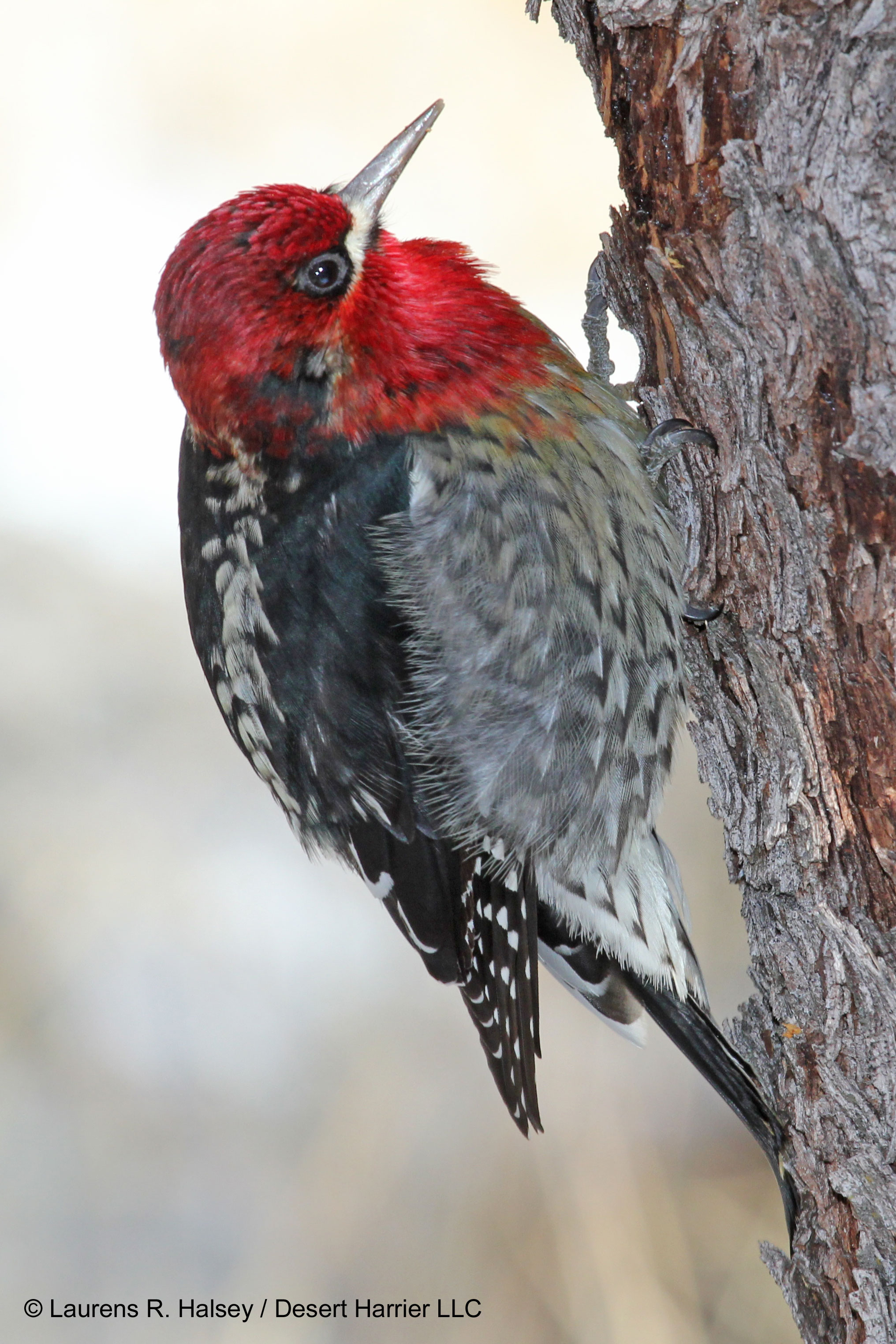 Red-breasted Sapsucker