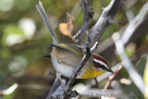 Laurens Halsey/Desert Harrier