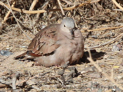 Ruddy Ground-Dove