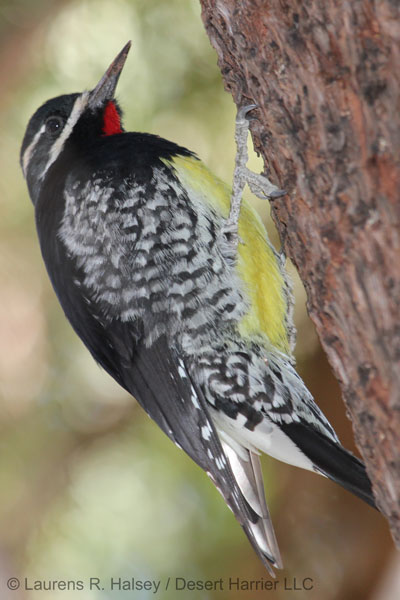 Williamson's Sapsucker