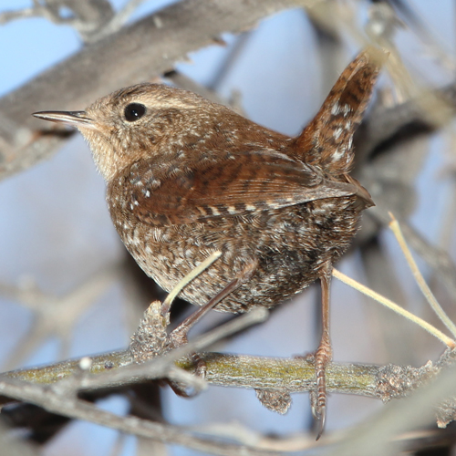 Winter Wren