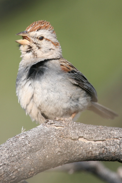 Rufous-winged Sparrow making contact